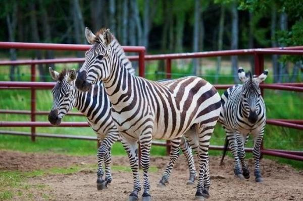 zoo-dolina-charlotty-10x15.jpg